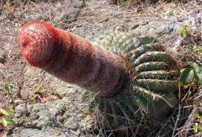 Pervy Cactus